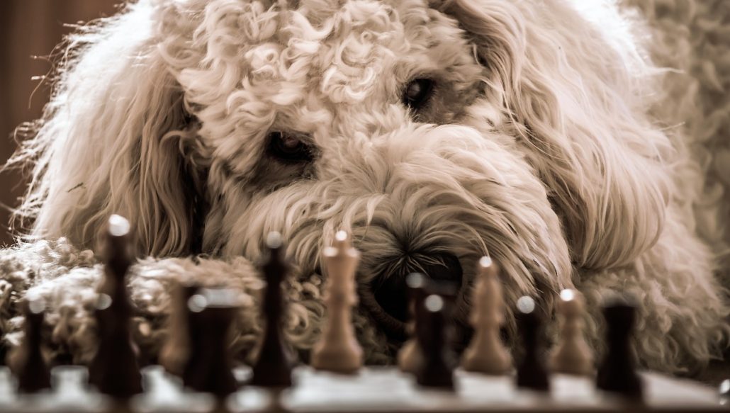 Be A Powerful WFM Chess - Alberto Chueca - High Performance Chess